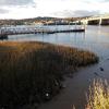 Looking slightly upriver to pier walkway and pontoons by PeterScott – 26 October 2018