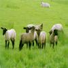 Wooly gongoozlers near Flint Hill Bridge by Peter Jenik – 6 May 2004