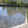 The winding hole seen from the towpath by Mike and Ethel Cummins – 26 April 2015