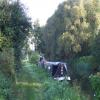 The Stort a short distance West of Harlow footbridge by Neil Corbett – 26 September 2008
