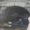 Tunnel inspection by PeterScott – 6 May 1984